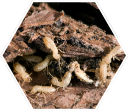 Diagnostic Termites