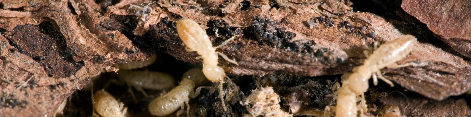 Diagnostics Termites